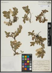 Foto von Salix hastata L.